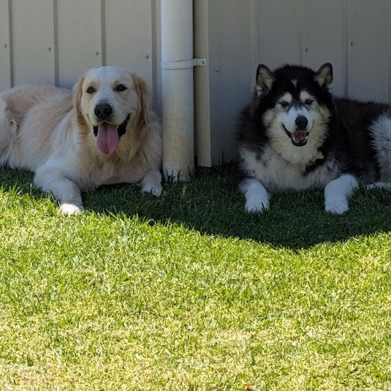 Banner image for: <h2>The Fluffs</h2>